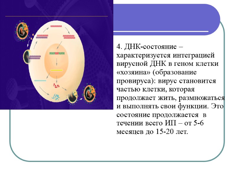 4. ДНК-состояние –характеризуется интеграцией вирусной ДНК в геном клетки  «хозяина» (образование провируса): вирус